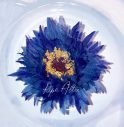 八木海莉、真っ白なキャンバスを青く染める「Ripe Aster」MV公開 - 画像一覧（1/5）