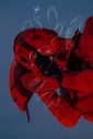 MONDO GROSSO、乃木坂46・齋藤飛鳥が歌唱参加した「STRANGER」MV公開 - 画像一覧（9/13）