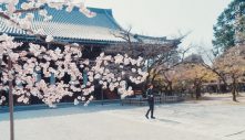 Qyoto、桜が咲き誇る春の京都・真如堂＆大覚寺で撮影した「花時雨」MV公開 - 画像一覧（11/14）