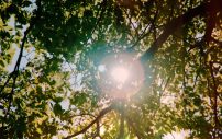 Anly、初夏の光を切り取った映像美溢れる「KOMOREBI」MV公開 - 画像一覧（2/2）