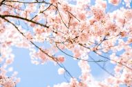 【桜ソング】人気30曲を厳選！春を代表する定番曲から最新曲の推しポイントも - 画像一覧（1/2）