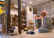 Snow Man佐久間大介『わんにゃん観察バラエティ　アニマリング』に出演！「レギュラーを目指します！」