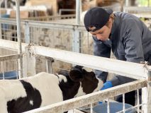 『キンプる。』新企画！ 永瀬廉（King ＆ Prince）が酪農の仕事を初体験