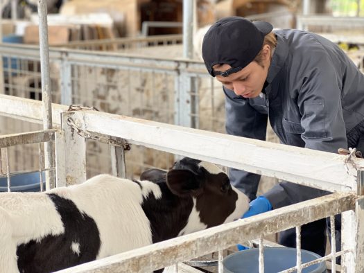 『キンプる。』新企画！ 永瀬廉（King ＆ Prince）が酪農の仕事を初体験