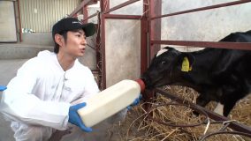 『相葉マナブ』3週連続で夏の北海道スペシャルを放送！仔牛へのミルクやりも初体験