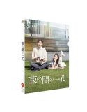 SixTONES・京本大我、主演ドラマ『束の間の一花』のBlu-ray/DVD BOXリリース決定
