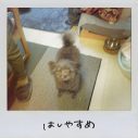 Saucy Dog、せとゆいか（Dr＆Cho）が歌う「へっぽこまん」MVのプレミア公開が決定 - 画像一覧（1/2）