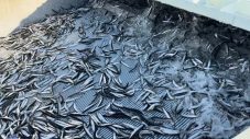 相葉雅紀、アイスランド・カラフトシシャモ生産の裏側に驚愕！「新事実を知り、“カラフトシシャモ熱”が高まった」 - 画像一覧（6/11）