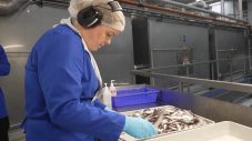 相葉雅紀、アイスランド・カラフトシシャモ生産の裏側に驚愕！「新事実を知り、“カラフトシシャモ熱”が高まった」 - 画像一覧（7/11）