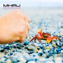 MHRJ、新曲「僕らは何と戦ってるんだろう」配信リリース！ビルボードライブでのワンマンライブ開催も - 画像一覧（3/3）