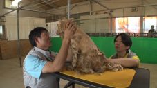 相葉雅紀の「保護犬トリミング」にサッカー日本代表・森保一監督が初参戦！『24時間テレビ49』内でオンエア - 画像一覧（2/4）