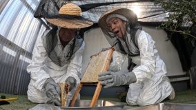 timelesz松島聡＆篠塚大輝出演！『ザ!鉄腕!DASH!!』で新宿ミツバチの一生に密着