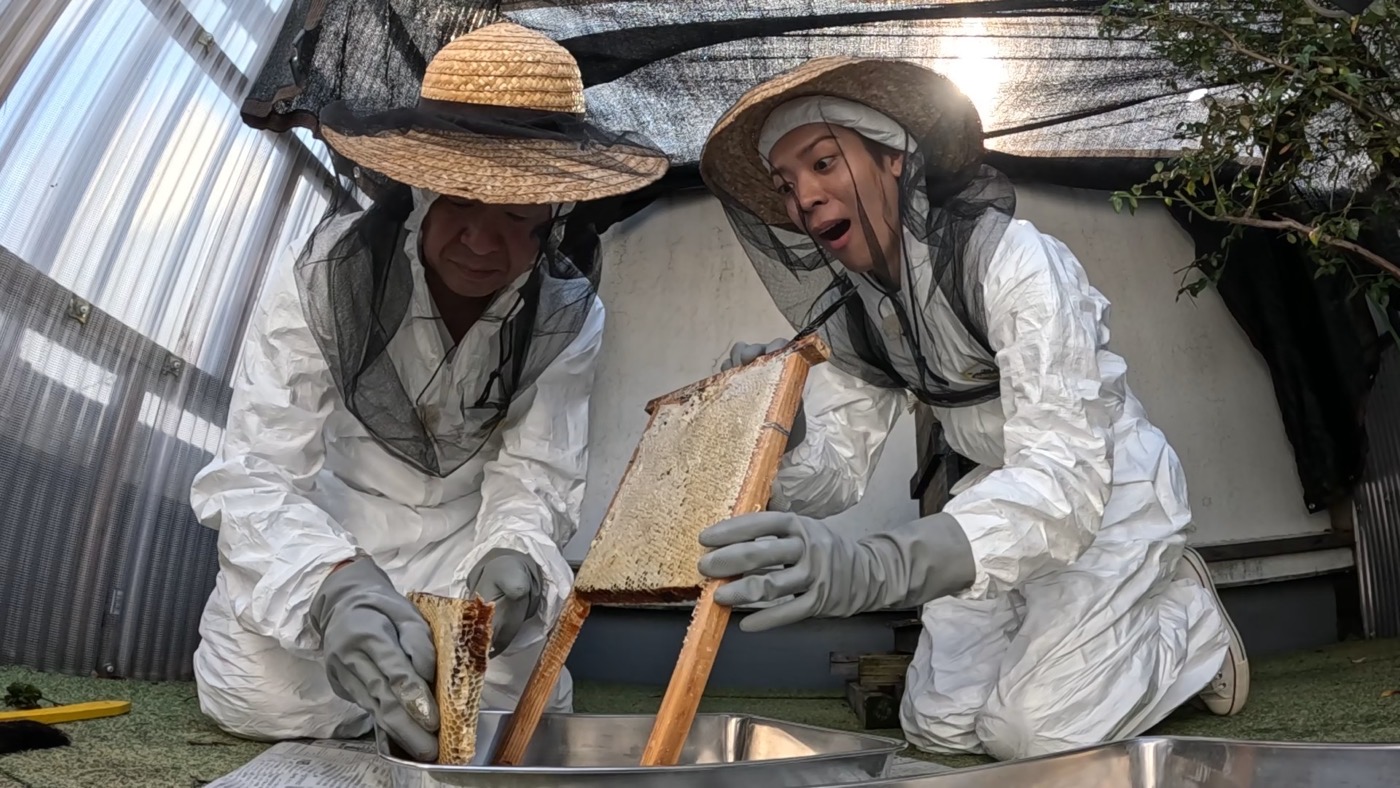 timelesz松島聡＆篠塚大輝出演！『ザ!鉄腕!DASH!!』で新宿ミツバチの一生に密着